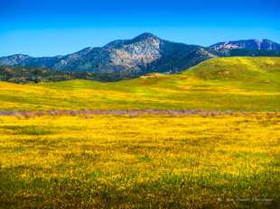 Warner Valley Wildflowers-0421.jpg Warner Valley Wildflowers-0421.jpg